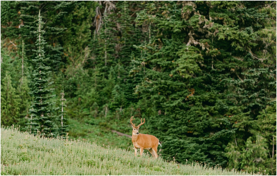 Deer in the Mt Rainier National Park at an engagement session.